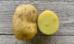 Langevine - Pomme de Terre CONSOMATION variété MONALISA BIO 1kg