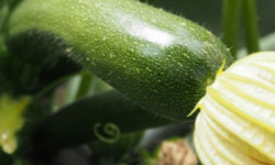 Mon Petit Producteur - Courgette Verte Bio [vendu Par 3 Kg]