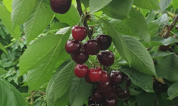 Vergers des brunots - Cerises 2kg