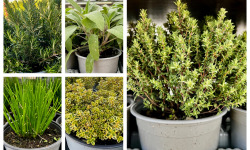 L’Oliveraie du Coudon - LOT DE 5 POTS PLANTES AROMATIQUES Pot en 12/13