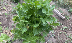 Des Poules et des Vignes à Bourgueil - Céleri du potager