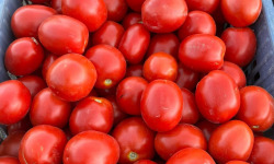 Domaine Reverchon - Tomates roma (idéal conserve, coulis, ketchup maison…)