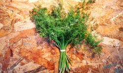 Nature et Saveurs - Ferme Aquaponique et Permacole Astérienne - Aneth (Bouquet Frais)