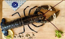 La Criée d'à Côté - Homard Bleu Européen Vivant - 1,2 Kg