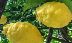 Les Hespérides - Coopérative de la Riviera Française - Cédrat Corse 5kg