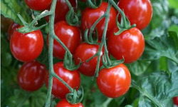 Les Champs Paradis - tomate cerise 300 gr