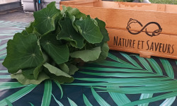 Nature et Saveurs - Ferme Aquaponique et Permacole Astérienne - Capucines (Feuilles Fraiches)