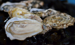 Thalassa Tradition - Huîtres Octave N°3 Super Spéciale - 12 pièces