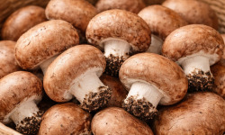 Naturélium - Champignon de Paris brun