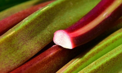 ChâteauFer - Rhubarbe 500g