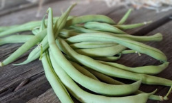 Les Jardins de Gérard - Haricot vert Bio - 1 kg
