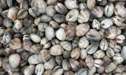 Aquaculture Chez Jaouen - Palourdes 1kg