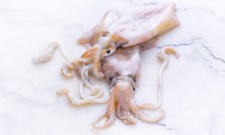 Poissonnerie La Piriacaise - Encornet entiers non nettoyés 1kg
