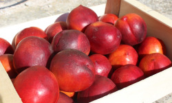 Domaine Reverchon - Nectarine Jaune 2Kg