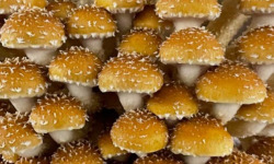 Naturélium - La pholiote du châtaignier 1kg