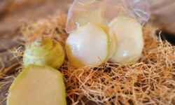 Les Jardins de Gérard - Chou rave (rondelle) sous-vide 250g