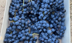 Domaine Reverchon - Raisin Muscat du Vaucluse 5Kg