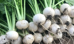 Nature et Saveurs - Ferme Aquaponique et Permacole Astérienne - Mini navets polaires gastronomiques – douceur et précision