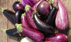 HERBA HUMANA - Aubergine mélange 5kg