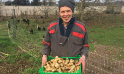 Des Poules et des Vignes à Bourgueil - Topinambours Du Matin