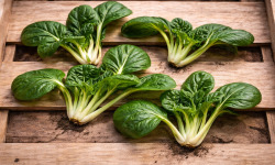 Nature et Saveurs - Ferme Aquaponique et Permacole Astérienne - Mini chou chinois Rozetto – rosette gastronomique