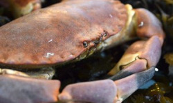 Thalassa Tradition - Tourteau Cuit  - 700 g
