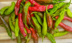HERBA HUMANA - Piment frais Shishitou 1kg