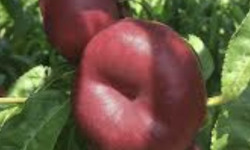 L’Oliveraie du Coudon - NECTARINE PLATE 3KG