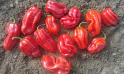 SCEA HERBA HUMANA - Habanero Rouge - 300g
