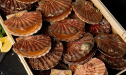 Pêcherie Granvillaise - Coquilles Saint-Jacques de Normandie 10kg