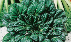 Nature et Saveurs - Ferme Aquaponique et Permacole Astérienne - Chou Chinois Rozetto