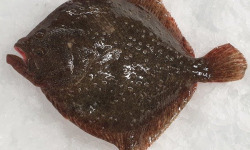 Coopérative Maritime La Graulenne - Turbot 1-2kg