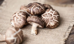 Champignons du Périgord - Champignons Shiitakes secs cultivés en Corrèze - 50g