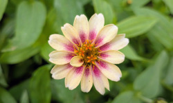 Nature et Saveurs - Ferme Aquaponique et Permacole Astérienne - Fleurs de zinia multicolore - 8g