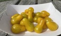 Ferme Sinsac - tomate poires jaunes (barquette de 250grs)