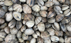 Aquaculture Chez Jaouen - Palourdes 500g