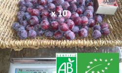 LES JARDINS DE KARINE - Prune Damas - 10kg