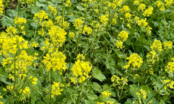 Naturélium - Moutarde sauvage - botte de 300g