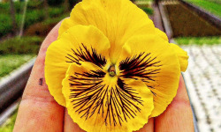 Nature et Saveurs - Ferme Aquaponique et Permacole Astérienne - Pensée comestible Cat Yellow – éclat floral en cuisine