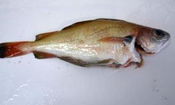 Brest Marée - Tacaud - 500g