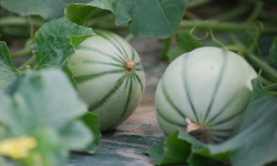 La Boite à Herbes - Melon Charentais - 1 Pièce x 6
