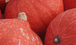 Mon Petit Producteur - Courge Potimarron Red Kuri bio [poids moyen 1.3 kg]