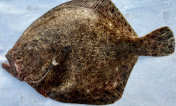 Godaille de l'Armement Cherbourgeois - En Direct du Bateau - Turbot Sauvage- Vidé- Pièce De 1kg