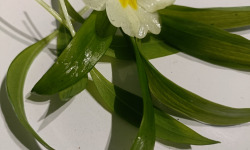 Rébecca les Jolies Fleurs - Jeune pousse d'Ail des ours