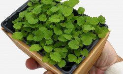 Horssol - Ferme urbaine - Micro-pousse d'Agastache x4 barquettes
