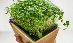 Horssol - Ferme urbaine - Micro-pousse de Brocoli x4 barquettes