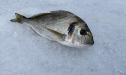 Pêcheur Toni  Micheau - Daurade Royale Sauvage De Méditerranée - Une Pièce De 350g