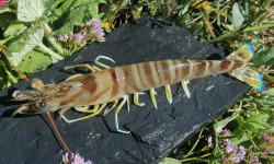 Gambas Impériales de France - Très Grosses Gambas Impériales Vivantes 1kg