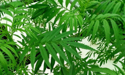 Nature et Saveurs - Ferme Aquaponique et Permacole Astérienne - Tagete erecta – Tagète passion, fraîcheur tropicale en feuilles