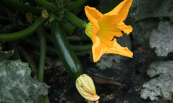 Maison Argentain - Courgette Longue - 900g